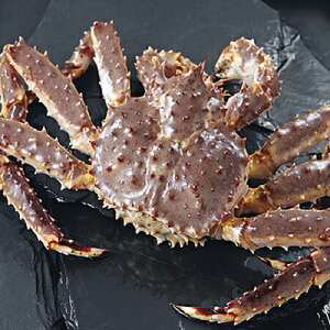 �{�C���W�����{����΂��ɃI�X �i��ł�����2.6kg�O��j�y�y�M�t_�̂��z�y���J�j�z�y���������z�y�M�t�g�z�y�N���Ⓚ�\��z