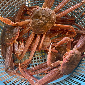 活蟹だから旨さが違う♪濃厚なかにみそと食べ飽きない蟹の身！北海道産活おおずわいがに 訳あり2.0kg詰め 4〜7尾入り 足折れ1〜3折 若混み【楽ギフ_のし】【活カニ】【お買い得】