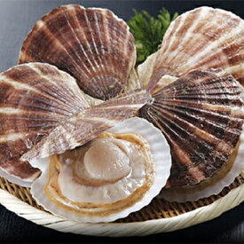 北海道オホーツク野付産殻付活帆立　4年貝2.0kg前後　1箱【5〜10枚入】ホタテヘラ付