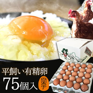    L  Mtgy75(60+jۏ15)z gC ̂ J[h ŃXgXȂ̂т̂ш{YތN Hו v