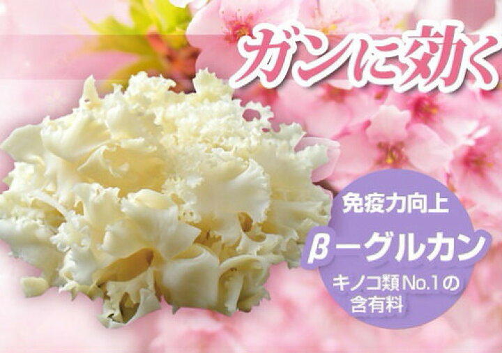 楽天市場】【送料無料】 さくら ハナビラタケ 免疫力 健康食品