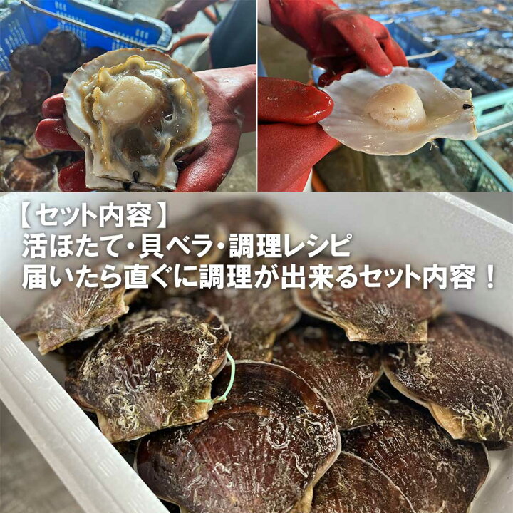 楽天市場 送料無料 活ほたて 青森陸奥湾 平内産 3キロ 平内漁協より直送 青森 お土産 ホタテ 殻付き お取り寄せグルメ 食べ物 お取り寄せ 土産 ギフト グルメ 活ホタテ 贈り物 東北 ほたて ホタテ貝 贈答用 ご当地 貝 海鮮 帆立 プレゼント ためのぶストア楽天市場店