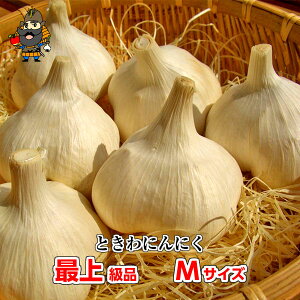 V ߘa7NY X Ƃɂɂ ŏ㋉i MTCYi1kg 18`23ʁjnzCg | Yɂɂ 1kg X yY XY ɂɂ XY Y  jjN zCg  