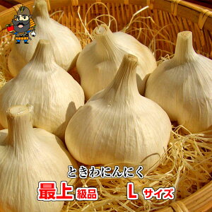 V ߘa7NY X Ƃɂɂ ŏ㋉i LTCYi1kg 14`17ʁjnzCg | Yɂɂ Hi  n Ƃ悹  X Y jjN zCg Z 1kg ɂ