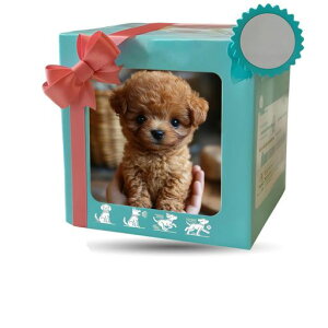 {bgy2025V^zx錢{̌̂悤ɓ-AiAKUA\tgf̐^GĖ₵^{bgj̎q̎qac