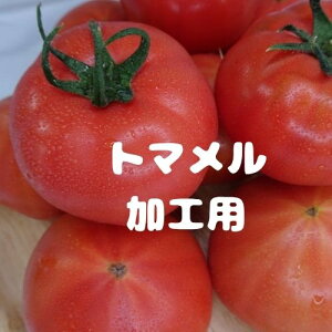 y}\P2{zy\tzg} Hp g}g RY A Ƃ܂ 2kg 4kg Yn  ʃg}g   tomato g}g xg}g Hi x