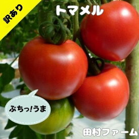 【予約受付中】【今だけ！ポイント5倍】 トマト 山口県産 赤土トマト 訳あり とまと 1kg 2kg 産地直送 お試し 大玉トマト 食品 高糖度 旨味 訳アリ野菜 tomato 美味しいトマト 糖度 フルーツ 箱 箱売り ミネラル プレミアム ビタミンC リコピン おいしい 甘い 下関市