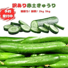 【新春初売りP2倍】【予約受付中】 訳あり きゅうり 2kg 5kg 新鮮野菜 キュウリ 山口県産 フードロス 野菜 赤土きゅうり 胡瓜 不揃い野菜 朝採り 産直 新鮮 訳あり野菜セット 産地直送 カリカリ 山口県 下関市 もぎたて 美味しい 産直野菜 お弁当 訳ありきゅうり