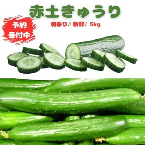 y\tzRY Gi ԓyイ 5kg イ ̂ Yn LE  VN JJ RY  ؒʔ VN _ƒ  ̂ ܂Ƃߔ ӉZ Y