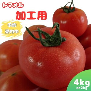 y30P2{zy\tzg} Hp g}g 2kg 4kg 󂠂 Ƃ܂ RY ܂g}g Yn  ʃg}g   tomato g}g xg}g x s