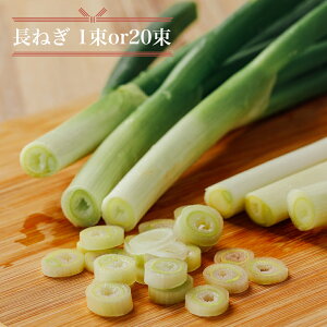 ˂ ˂ lM lM 1 400G 20 8kg Y Yn  VN Ɩp negi Ȃ lM ׃lM ׂ˂ GAP