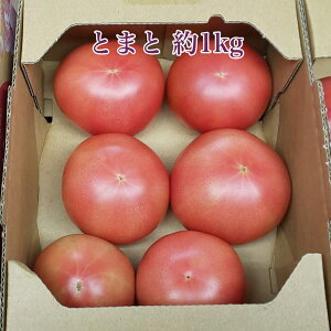 Ƃ܂ g}g 1LO  Â Y Yn ďH  Y@tomato
