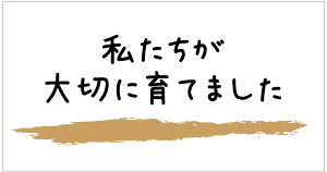 ؂ɈĂ܂V[isnt_006j^ 220 ㎿ TCY48.3×25.4~ 44×5V[g