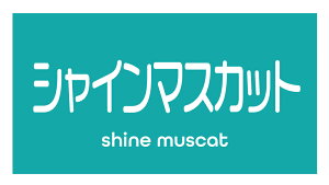 VC}XJbg@V[i127-2yokoj^ A[g ԂǂiV[ Ԃǂx TCY48.3×25.4~