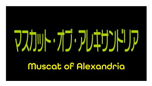 }XJbgIuALThA@V[i140-2yokoj^ A[g ԂǂiV[ Ԃǂx TCY48.3×25.4~