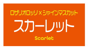 XJ[bg@V[i387-2yokoj^ A[g ԂǂiV[ Ԃǂx TCY48.3×25.4~