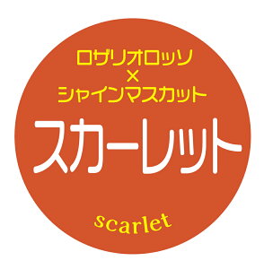 yⓀE①pzXJ[bg@V[i387jی^30~ 240@ԂǂiV[@}CiX20x܂ŔȂ@Зp