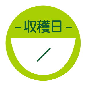 n@V[i489jyellow ی`@(TCY40~-120)@(TCY30~-240)@V[@n菑ŋL܂