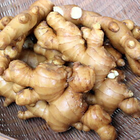 楽天市場 北海道 生姜 野菜 きのこ 食品の通販