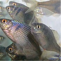 楽天市場】ゼニタナゴ（観賞魚｜熱帯魚・アクアリウム）：ペット 