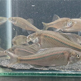 イチモンジ タナゴ（ブリード）4〜9センチ オス1匹 送料無料 タナゴ販売 タナゴ たなご 観賞魚販売 日本産淡水魚 生体 ペット 稚魚 ビオトープ