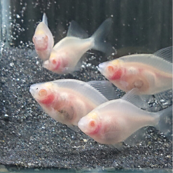 楽天市場】アルビノトウメイリン バラタナゴ 4〜7センチ 1ペアオス 