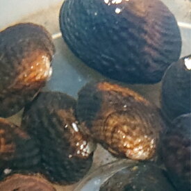 マツカサ貝 3センチ〜7センチ 10匹セット 送料無料 淡水二枚貝 タナゴ たなご 産卵用 水質浄化 ヒガイ類産卵用 川魚 観賞魚 淡水魚 生体 ペット 稚魚 アクアリウム