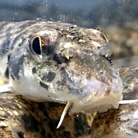 カマツカ 約7～10センチ 1匹 送料無料 かまつか 10cm 生体 淡水魚 川魚 販売 日本 観賞魚 日本淡水魚 底物 ペット 稚魚 混泳 魚 飼育 飼う 掃除屋 スナホリ スナムグリ スナモグリ カワギス スナフキ タンクメイト 底性魚 観賞 かわいい 可愛い お魚 アクアリウム 混泳