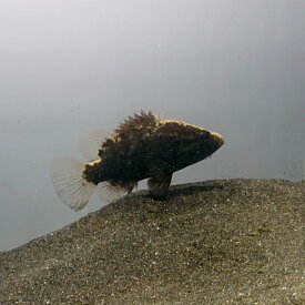 オヤニラミ 5～7センチ 5匹セット 送料無料 川魚 観賞魚 生体 ペット 稚魚