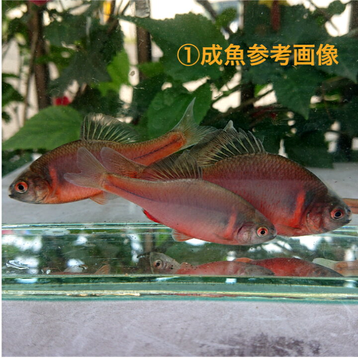 楽天市場】火山タナゴ（ブリード若魚）4〜6センチ オス1匹 送料無料 