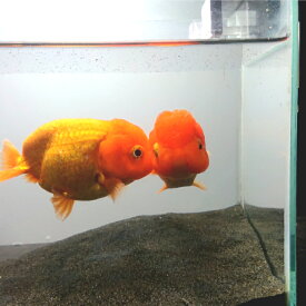 ランチュウ 弥富産加藤氏 約10センチ 1匹 送料無料 らんちゅう 金魚 生体 販売 金魚販売 キンギョ きんぎょ 観賞魚 淡水魚 生き物 魚 ペット 稚魚 金魚生体 蘭鋳 らんちゅう生体 ランチュウ生体 室内 屋外 池飼 混泳 室内飼育 屋外飼育 池飼育 混泳飼育 かわいい