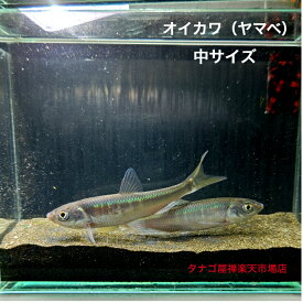 オイカワ （埼玉県産）中サイズ 7～9センチ 1匹 送料無料 ヤマベ 生体 川魚 淡水魚 観賞魚 ペット 稚魚 アクアリウム