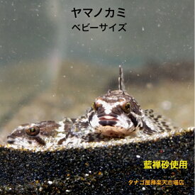 ヤマノカミ 3～5センチ2匹セット ベビーサイズ 送料無料 川魚 観賞魚 淡水魚 生体 底物 ペット 稚魚