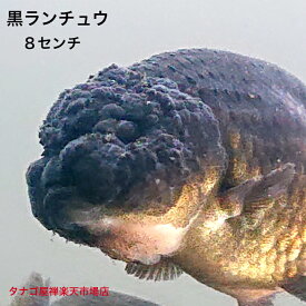 黒ランチュウ 約8センチ1匹 送料無料 金魚 らんちゅう キンギョ きんぎょ 観賞魚 淡水魚 生体 ペット 稚魚