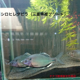 シロヒレタビラ（ブリード）3〜5センチ1ペア オス1匹メス1匹合計2匹セット送料無料タナゴ販売たなご生体タビラ川魚観賞魚日本産淡水魚シロヒレペット稚魚アクアリウム