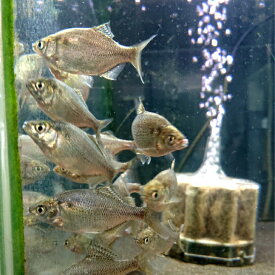 ゼニ タナゴ 約4〜9センチ オス メスランダム10匹セット 送料無料 タナゴ たなご ゼニ 川魚 ニッタン 観賞魚 日本産淡水魚 淡水魚 生体 ペット 稚魚