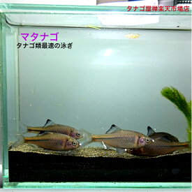 マタナゴ 5～8センチ （上物） 1ペア 2匹 セット 日本淡水魚 送料無料 またなご タナゴ たなご 川魚 魚 飼育 日本 高級 通販 飼育用 繁殖 ペア アクアリム ニッタン 観賞魚 淡水魚 生体 ペット 稚魚 観賞 観賞魚セット さかな ペア 小型 室内飼育 野外飼育 飼いやすい 癒し