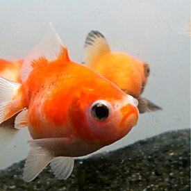 ピンポンパール（国産）約4～7センチ3匹セット 送料無料 金魚 キンギョ きんぎょ 観賞魚 淡水魚 生体 ペット 稚魚