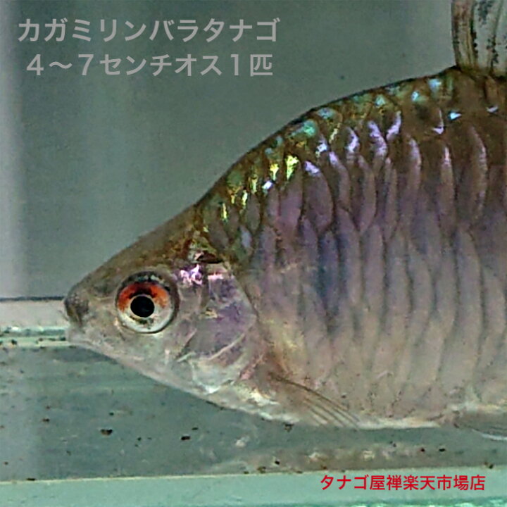 楽天市場】カガミリン バラタナゴ 4〜7ンチ オス1匹 送料無料 タナゴ 