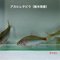 アカヒレタビラ 4〜6センチ 1匹 送料無料 タナゴ たなご アカ ヒレ 川魚 ニッタン 観賞魚 日本産淡水魚 …