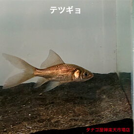 テツギョ （魚取沼系）6～9センチ 1匹 送料無料 鉄魚 川魚 金魚 ニッタン 観賞魚 日本産淡水魚 日本 淡水魚 販売 生体 ペット 稚魚 室内 野外 池 混泳 飼いやすい 育てやすい 野外飼育 室内飼育 池飼育 混泳飼育 野外 室内 池 混泳