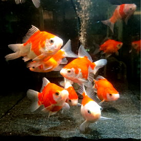 【上物】タマサバ 5～10センチ 1匹 送料無料 金魚 キンギョ きんぎょ たまさば 生体 観賞魚 販売 高級 魚 種類 観賞 金魚種類 ペット 稚魚 金魚販売 飼う 飼育 かわいい 可愛い 日本 国産 丸型 混泳 丸型金魚 朱赤 サラサ 鮒 白 オレンジ