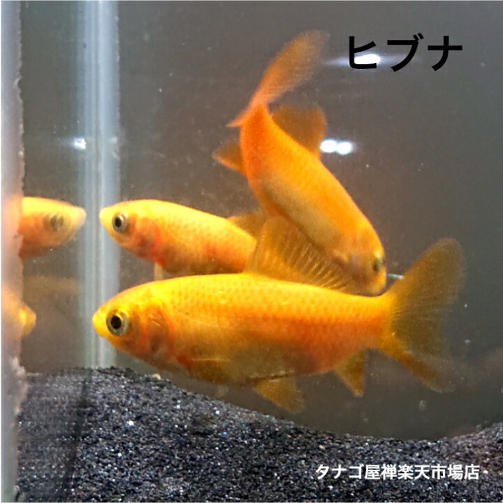 楽天市場】ヒ ブナ （魚取沼系）3～5センチ 1匹 送料無料 ヒブナ ひ 