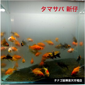 タマサバ 10匹 セット 2～4センチ 送料無料 玉サバ 2cm ～ 4cm 金魚 キンギョ きんぎょ たまさば 生体 観賞魚 販売 高級 魚 種類 観賞 金魚種類 ペット 稚魚 金魚販売 飼う 飼育 かわいい 可愛い 日本 国産 丸型 混泳 丸型金魚 朱赤 サラサ 鮒 白 オレンジ