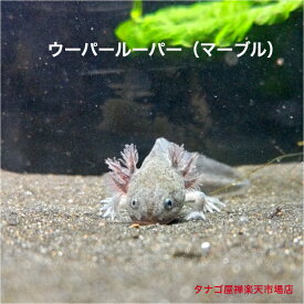 ウーパールーパー （ マーブル ） 9～1センチ1匹 送料無料 生体 稚魚 アクアリウム 観賞用 観賞 魚 ペット ペット用 飼う 飼育 野外飼育 室内飼育 ビオトープ かわいい 可愛い 癒し