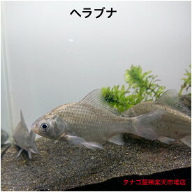 ヘラブナ 8～11センチ 3匹セット 送料無料 ヘラ へら へらぶな 川魚 淡水魚 観賞魚 生体 フナ 鮒 ペット アクアリウム