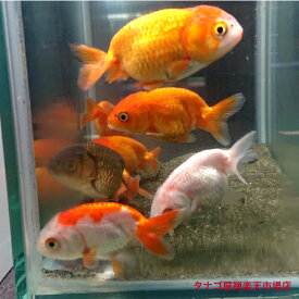ランチュウ 弥富産加藤氏 4～6センチ 3匹 セット 送料無料 高級 高級金魚 金魚販売 金魚 らんちゅう キンギョ きんぎょ 観賞魚 淡水魚 生体 生き物 魚 ペット 稚魚 金魚生体 蘭鋳 らんちゅう生体 ランチュウ生体 室内飼育可能 屋外飼育可能 池飼育可能 混泳飼育可能