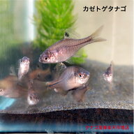 カゼトゲタナゴ （九州産）2〜4センチ オスメスランダム20匹＋おまけ2匹合計22匹セット 送料無料 タナゴ …