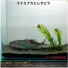ミナミ アカヒレタビラ（石川県産ブリード）5〜8センチ1ペア　合計2匹セット送料無料タナゴ販売たなごタビラ川魚観賞魚日本産淡水魚淡水魚生体ペット稚魚アクアリウム