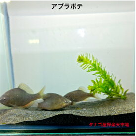 アブラボテ （壱岐産ブリード）2～5センチ 無選別5匹セット販売 送料無料 タナゴ たなご ボテ 川魚 観賞魚 淡水魚 生体 ペット アクアリウム